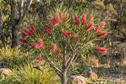 hakea francisiana