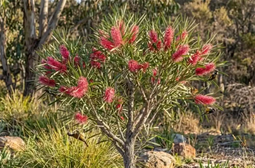 hakea francisiana