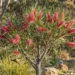 hakea francisiana