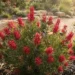 hakea red pokers