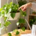how often to water heartleaf philodendron