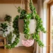 hoya carnosa compacta care