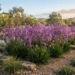 landscape lilac kangaroo paw