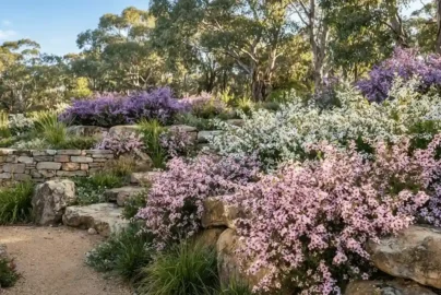 leptospermum ground cover