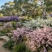 leptospermum ground cover