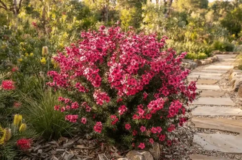 leptospermum outrageous