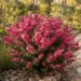 leptospermum outrageous