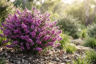 leptospermum pageant