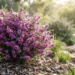 leptospermum pageant