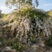 leptospermum vertical drop