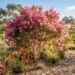 melaleuca candy sparkles