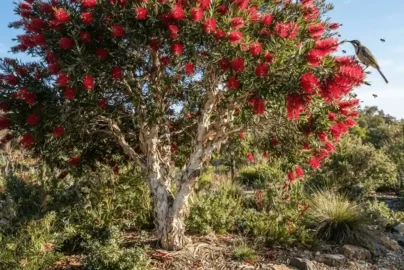 melaleuca viridiflora