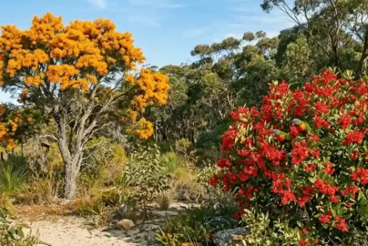 native australian christmas tree