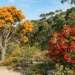native australian christmas tree