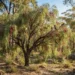 native cherry tree