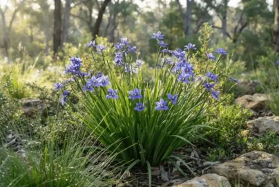 orthrosanthus multiflorus