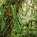 philodendron billietiae growth rate