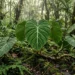 philodendron gloriosum care
