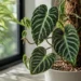 philodendron verrucosum care