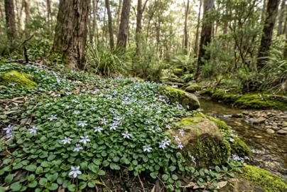 pratia purpurascens