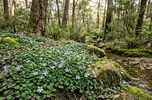 pratia purpurascens
