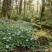 pratia purpurascens