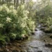 river lomatia