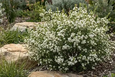 sannantha virgata