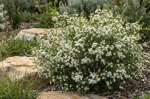 sannantha virgata