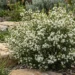 sannantha virgata