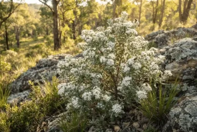 stenanthemum scortechinii