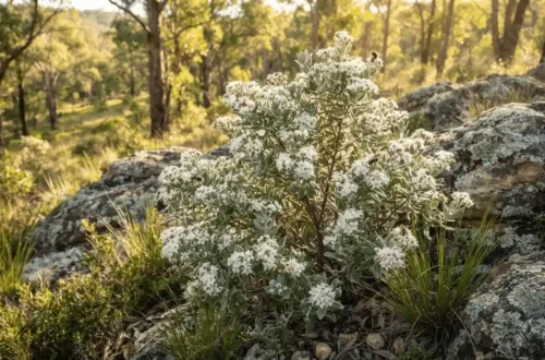 stenanthemum scortechinii