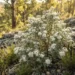 stenanthemum scortechinii