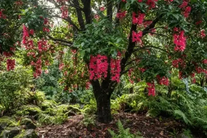 syzygium wilsonii