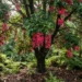 syzygium wilsonii