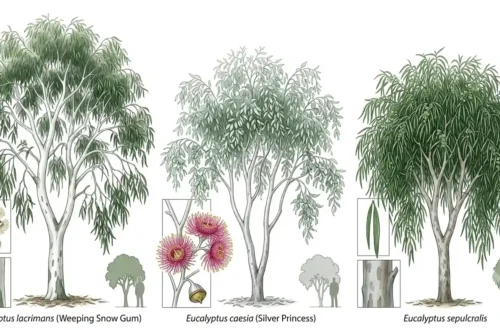 weeping eucalyptus