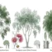 weeping eucalyptus
