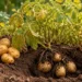 what do potato plants look like when ready to harvest
