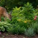 what plants do deer eat