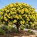 xanthostemon chrysanthus
