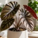 alocasia cuprea red secret care