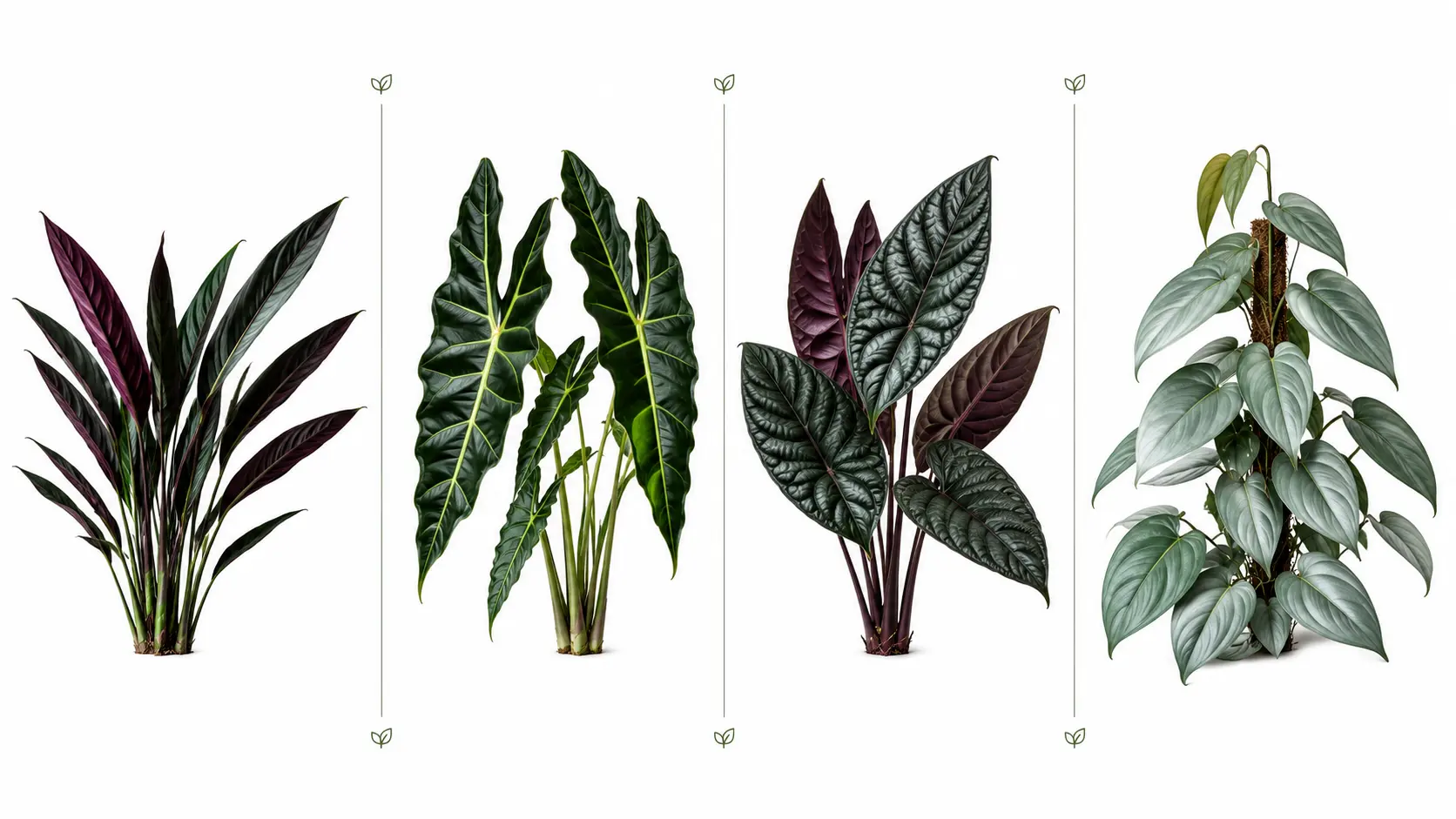 alocasia purple sword care