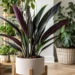alocasia purple sword care