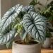 alocasia silver dragon care