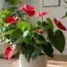 anthurium big red bird care