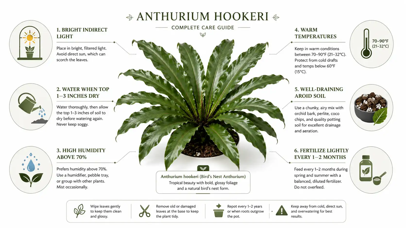 anthurium hookeri