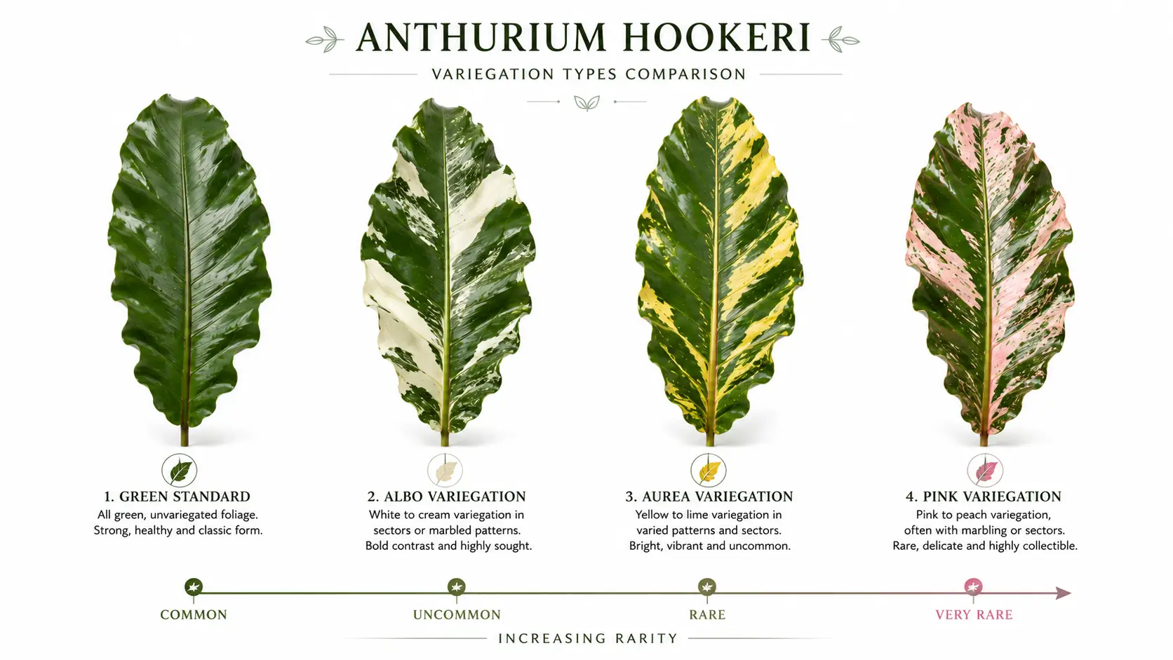 anthurium hookeri
