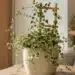 bellus plant care