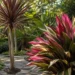 cordyline plant care