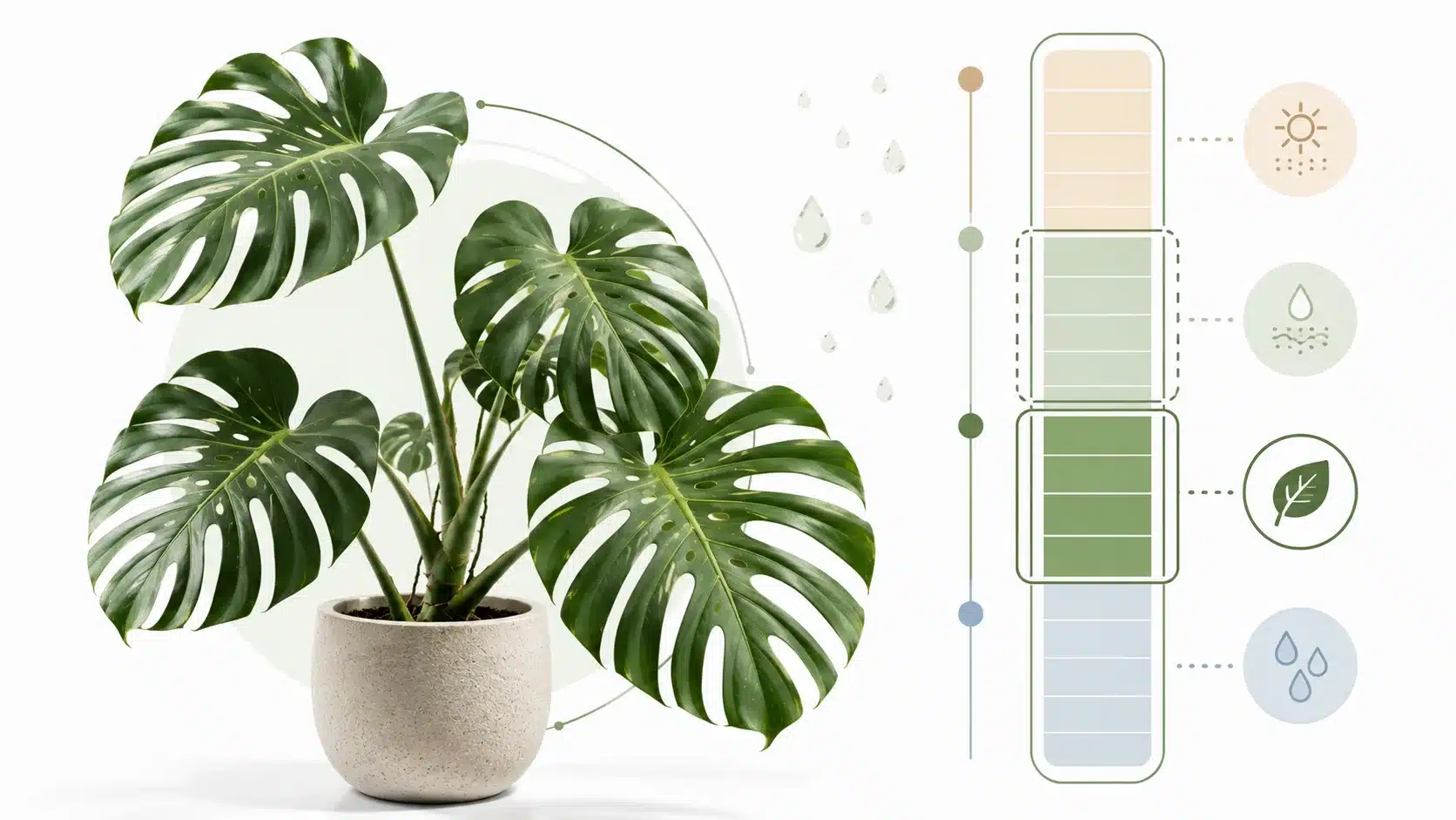 do monstera plants like humidity